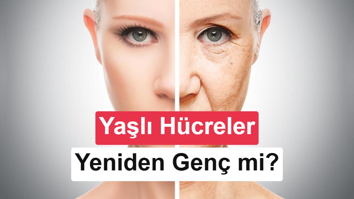 Yaşlanan hücreler geriye sarılabilir mi? İlk insan testi başladı