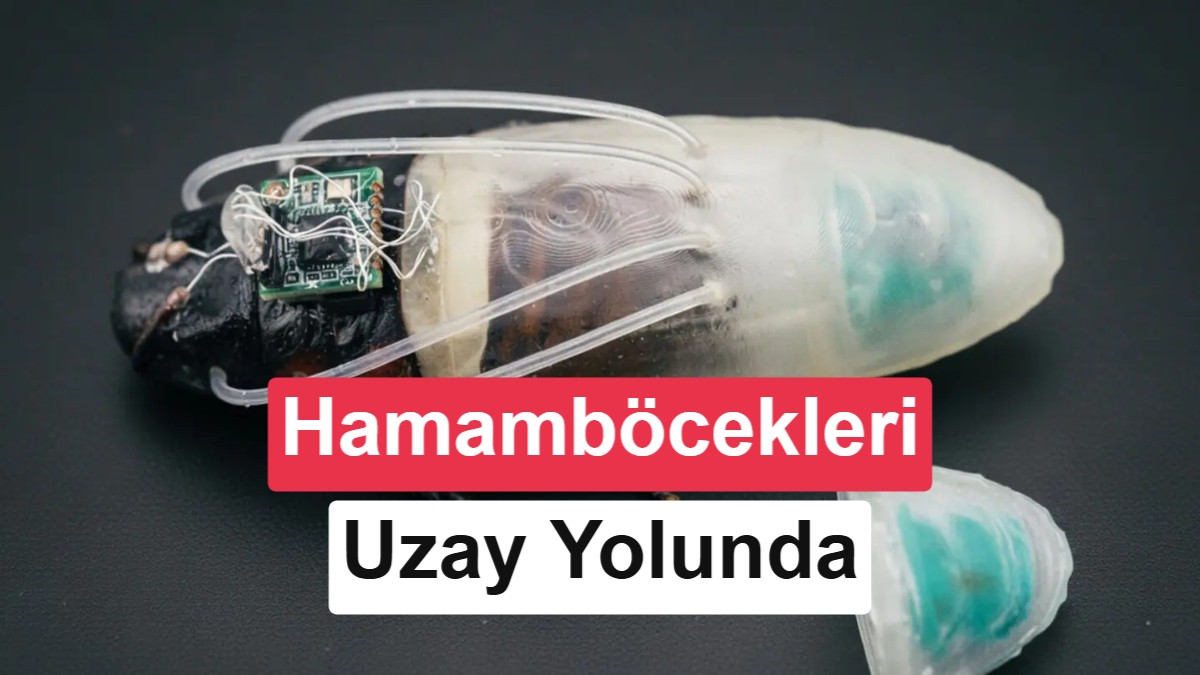 Bilim insanları hamamböceklerini amfibi askerlere dönüştürdü: Asıl hedef uzay!